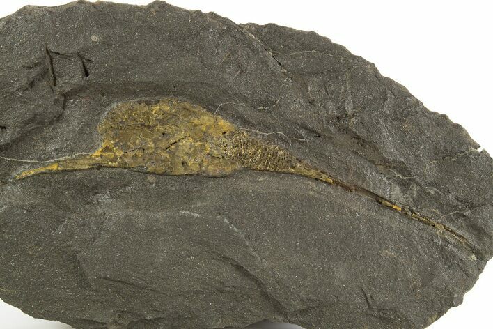 Ordovician Carpoid Fossil - Ktaoua Formation, Morocco #312746
